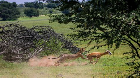 Image result for Cheetah Springbok