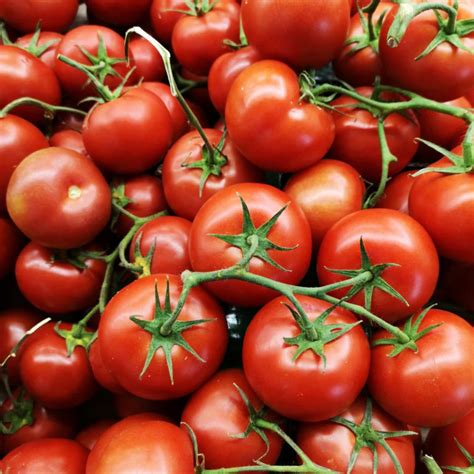 Tomato
