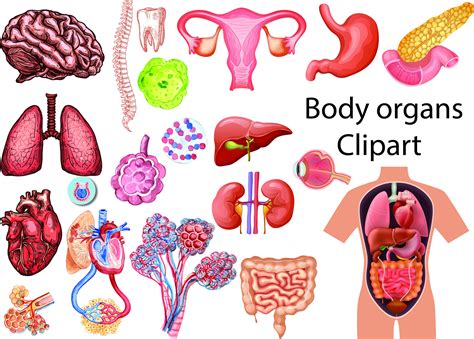 Human Body Organs Clipart