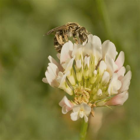 Wild White Clover Seeds - Trifolium Repens - Kent Wildflower Seeds