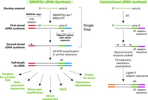 cDNA Synthesis Protocol 的图像结果