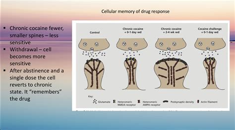 Memory Pathways 的图像结果
