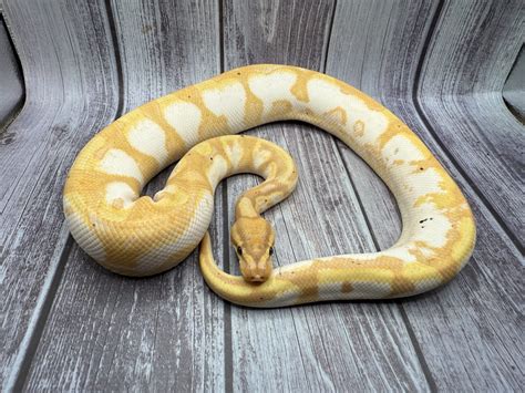 Image result for Ball Python Not Eating