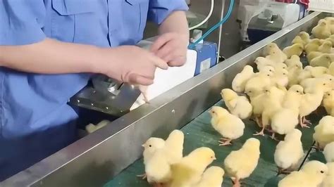 工厂流水线给小鸡仔打疫苗，鸡仔萌萌的样子，真是让人都暖化了！_腾讯视频