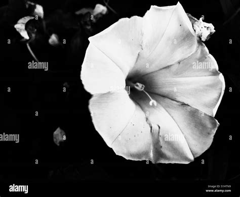 White morning glory flower black and white Stock Photo - Alamy