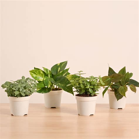 Mini Indoor Plant Set: Low Maintenance Desk & Office Collection (Set o ...