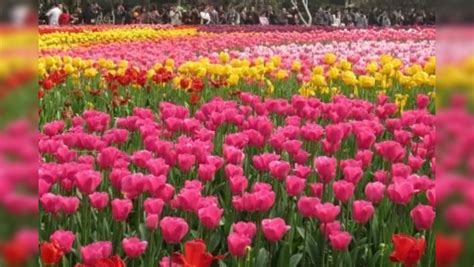 Tulip Garden Delhi: Tulips in full bloom at Shantipath; see stunning ...