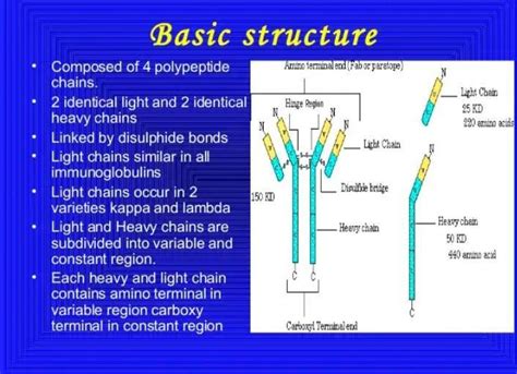 What Are Immunoglobulins? Explain Its Structure - Brainly.in