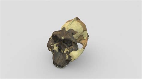 Australopithecus (Zinjanthropus) boisei [OH 5] - 3D model by Herman Ottó Múzeum ...