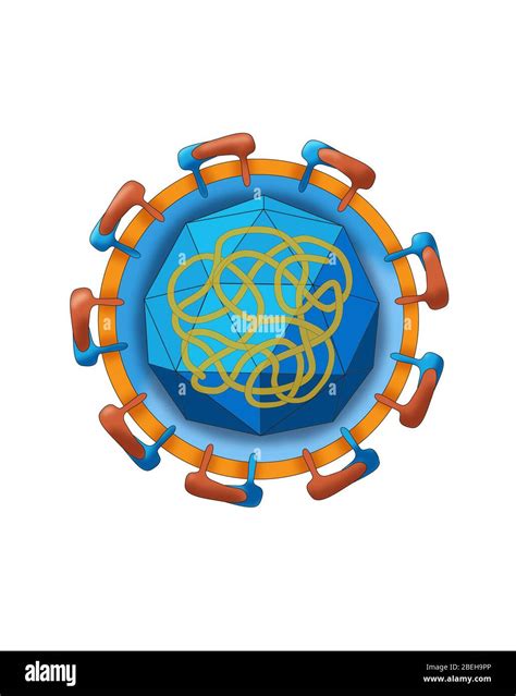 Arbovirus hi-res stock photography and images - Alamy