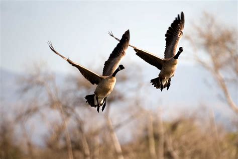 San Joaquin Marsh Reserve – University of California, Irvine