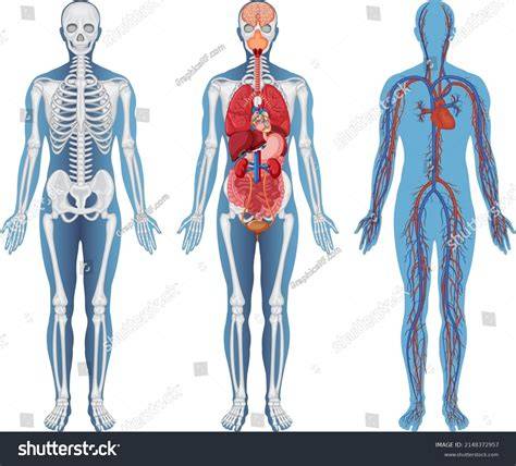 Lo mejor en la categoría «Esquema cuerpo humano dibujo» de imágenes, fotos de stock e ...