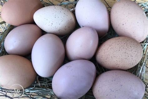 Image result for Mottled Java Chicken Egg Color