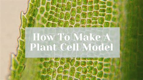 3d Plant Cell Model
