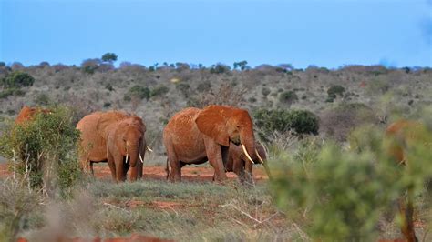 Tsavo East National Park | Authentic, Wild, African Safaris