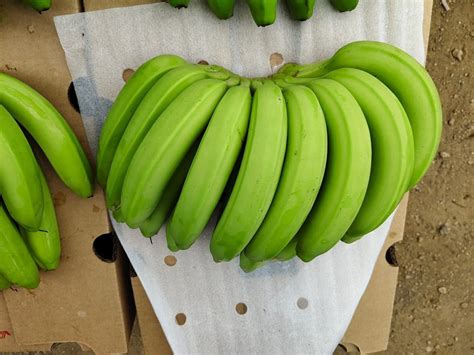 Cavendish Bananas Manufacturer, Exporter & Supplier from Solapur India