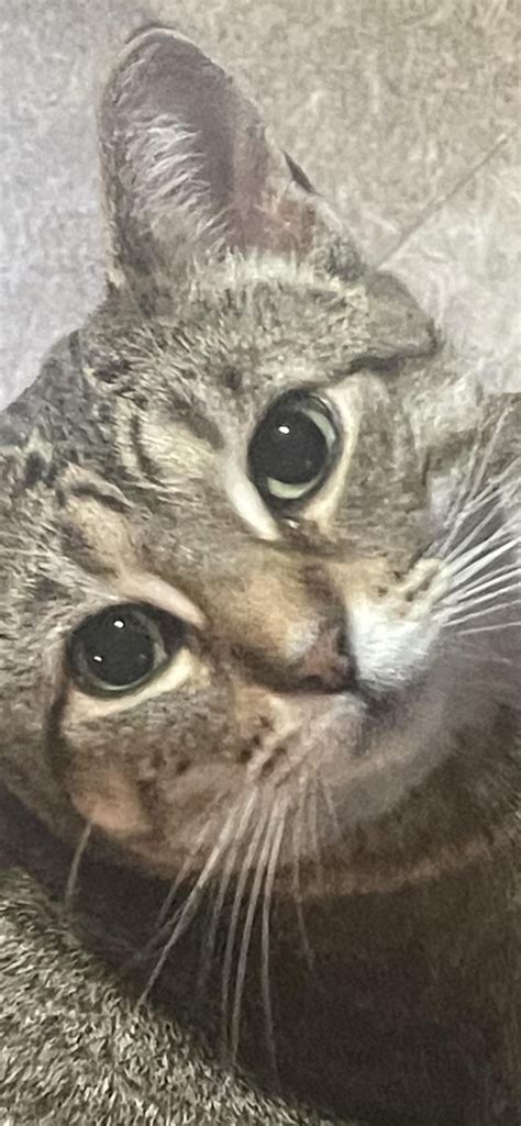 My Cat, Queen Cheryl Cher-She Bear of the Four Legged Logs : r/pics