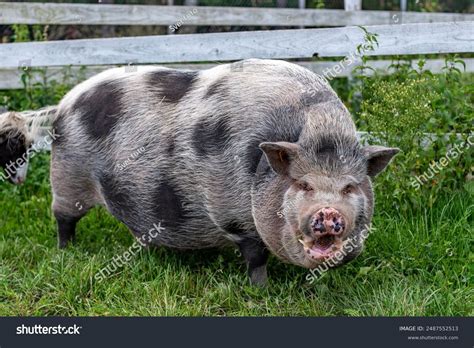 Vietnamese Pot-bellied Exonym Lon Vietnamese Lợn Stock Photo 2487552513 | Shutterstock