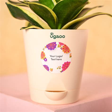 Snake Plant & Bombay Sweet Shop Diwali Gift Hamper – Ugaoo