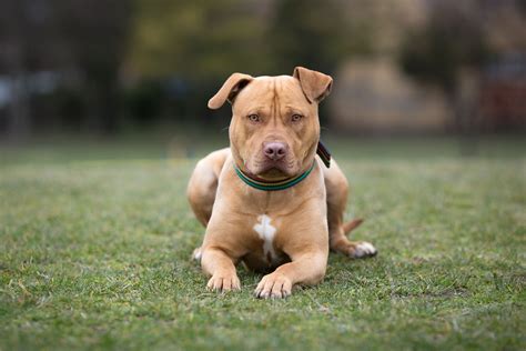 5 Types of Pit Bull Breeds That Are Loyal Dogs