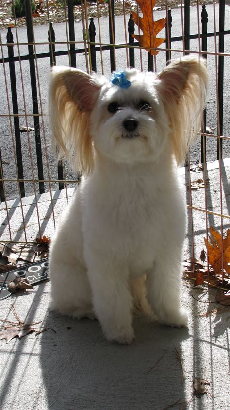 IMG_2520 | Lucky Dog, Grooming Salon