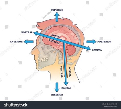 Anatomical Position Anterior Posterior