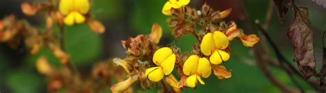 E-Flora Kerala | Flowering plants of Kerala