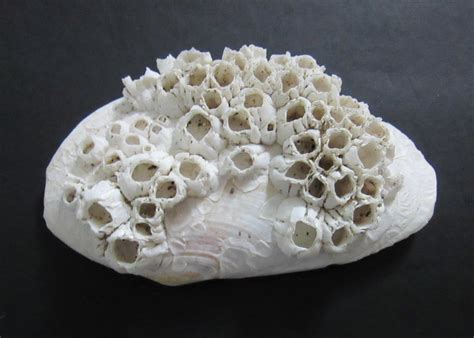 Image result for Empty Barnacle Shell