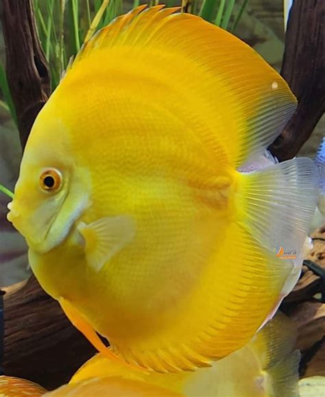 Image result for Rare Discus Fish
