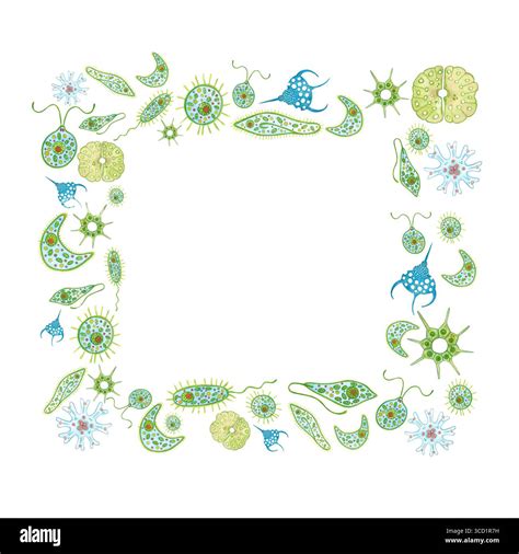 Frame of green single-celled organisms, phytoplankton on white ...