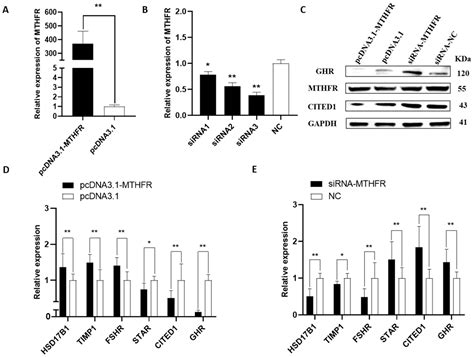 MTHFR as a Novel Candidate Marker for Litter Size in Rabbits