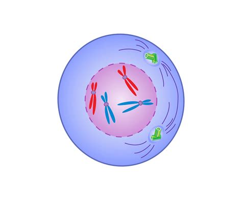 Prophase | Definition, Mitosis, Summary, & Facts | Britannica