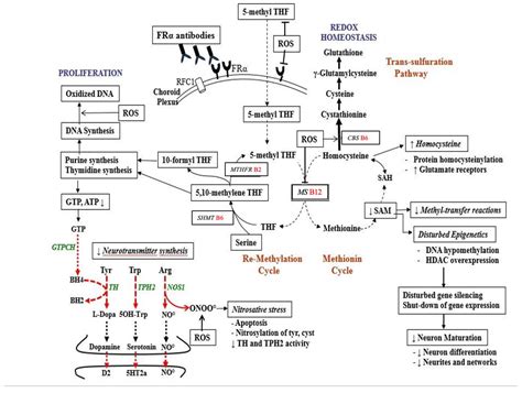 Cerebral Folate Deficiency Syndrome: Early Diagnosis, Intervention and ...