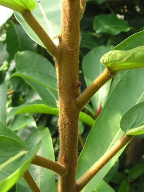Brosimum utile - Cow tree | Hortus Botanicus Amsterdam, Netherlands