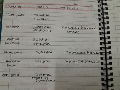 cell junctions Flashcards | Quizlet