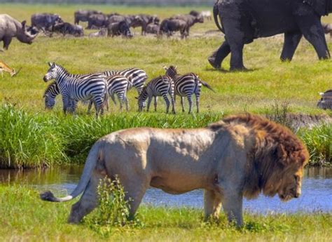 Global Biodiversity Framework