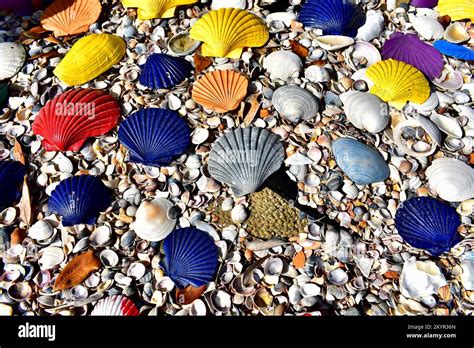 Image result for Most Colorful Sea Shell