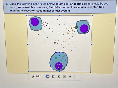 Solved Label the following in the figure below: Target cell, | Chegg.com