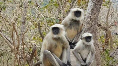 Three Hanuman monkeys escape from Thiruvananthapuram Zoo - KERALA ...