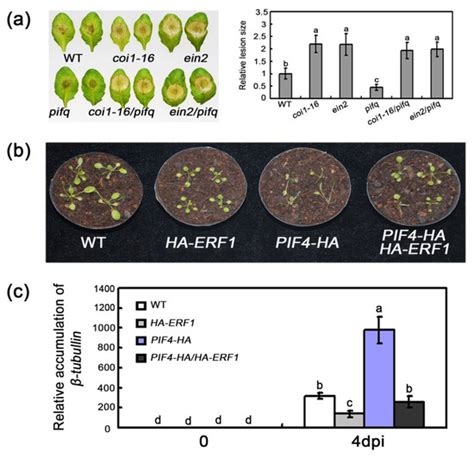 The PIFs Redundantly Control Plant Defense Response against Botrytis ...