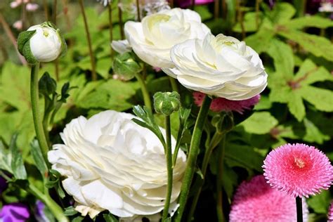 Ranunculus F1 Hybrid Seeds Mix Color (10 Seeds)