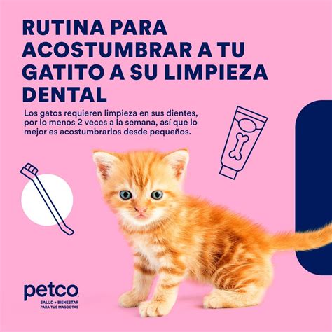 Cuidado de mascotas | Mascotas cuidados, Como cuidar un gato, Mascotas