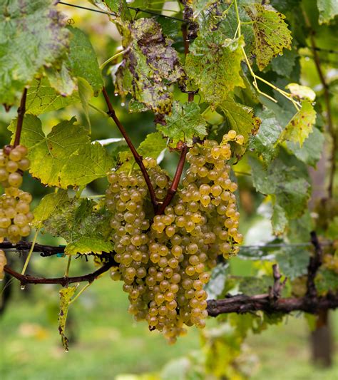 The Property - Grandfather Vineyard & Winery