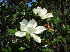 magnolia fiore magnolia grandiflora magnolia fiore magnolia grandiflora