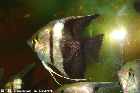 观赏热带鱼都有哪些种类观赏鱼有哪些种类呢？