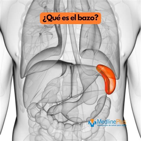Anatomía Del Abdomen Lado Izquierdo