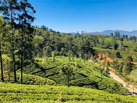 Image result for Assam Language