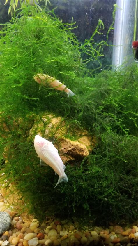 Java Moss for Corydoras Breeding 的图像结果