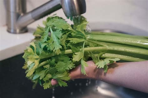 Can Chickens Eat Celery? Everything You Need to Know