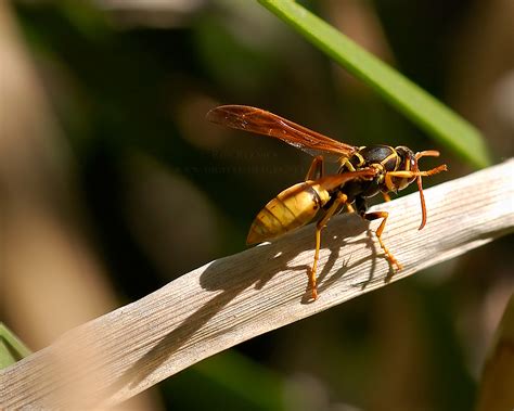 Bees, Flies and Dragonflies